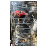Blue Orpington Rooster
