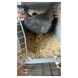 Show Quality Barred Rock Bantam Trio
