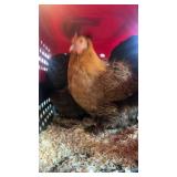 Laying Hens Cross Color Pure Cochin