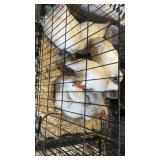 Heavy Breed Brown Egg Layers