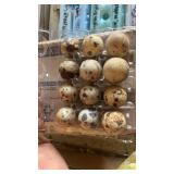 dozen quail eggs