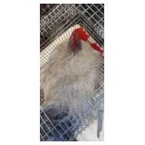 Lavender Orphinton Rooster
