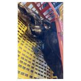 2 cayuga ducks 2 drake mallards