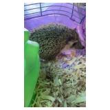 hedge hog