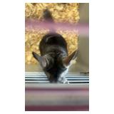 male chinchilla