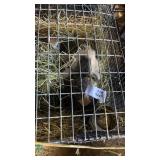 family of guniea pigs