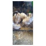 Cornish Cross Meat Birds