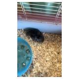 10 wk old female chinchilla