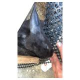 Female Silver fox Black with papers