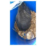 Female Silver Fox Blue with papers