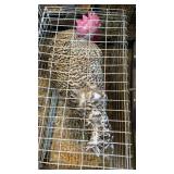 Barred Rock Rooster