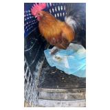 Bantam Rooster