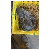 Buck Silver Fox Blue With papers