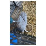 Female Silver Fox Lilac with papers