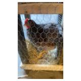 Rooster Blue Lace Red