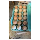 18 count guinea eggs