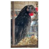 orpington cross birds