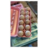 cresterd runner/pekin duck eggs