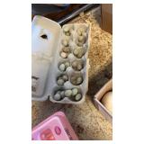 button quail eggs 31 total