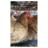 buff orpington