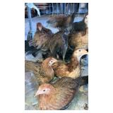 game pullets