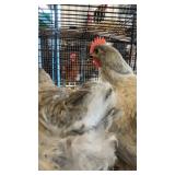 Lavendar Orpington chickens