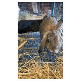 mini lop rabbits