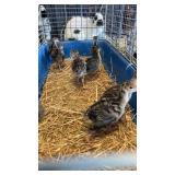 eastern turkey poults