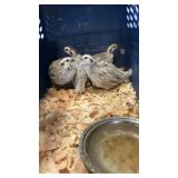 snow flake bob white quail