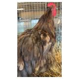 Chocolate Orpington rooster