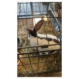 checkered  giant rabbit