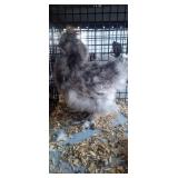 silkie rooster