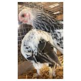 light brahma pullets