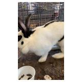 checkered  giant rabbit