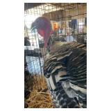 narraganset turkey tom