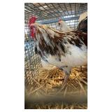 pair of game bird bird bantam