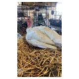 white breasted  turkey