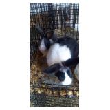 dutch rabbits