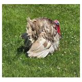 3 yr old Mottled Lavendar tom. Proven breeder.