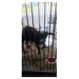 Nigerian dwarf Billygoat