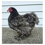 Blue Cochin hen pair