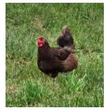 pair of Chocolate Orpington