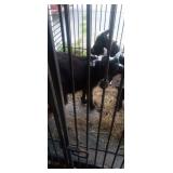 Nigerian dwarf Billygoat