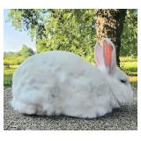 2yr old New Zealand buck