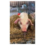 male piglet ( no cage)