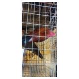 pair of game bantams