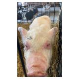 male piglet ( no cage)