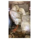 large pekin duck trio