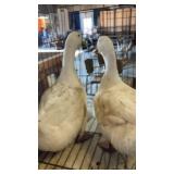 pekin duck hens