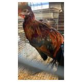 sweater game rooster